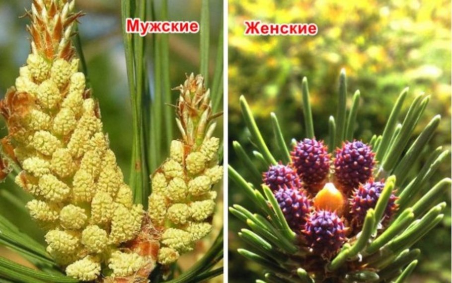 Сосна обыкновенная гербарий