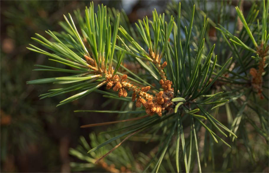 Сосна обыкновенная pinus sylvestris