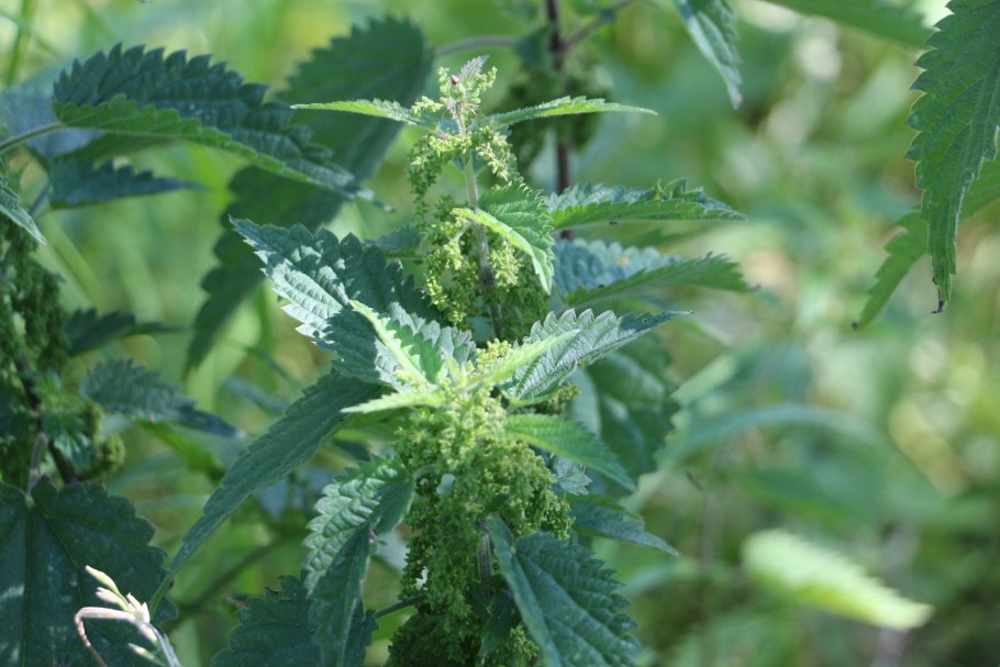 Состав крапивы