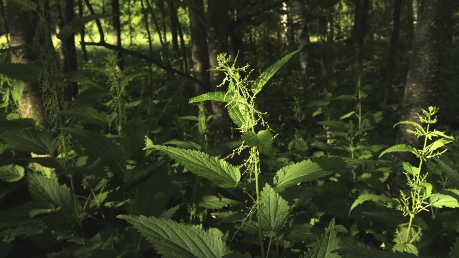 Канабисовый Барон