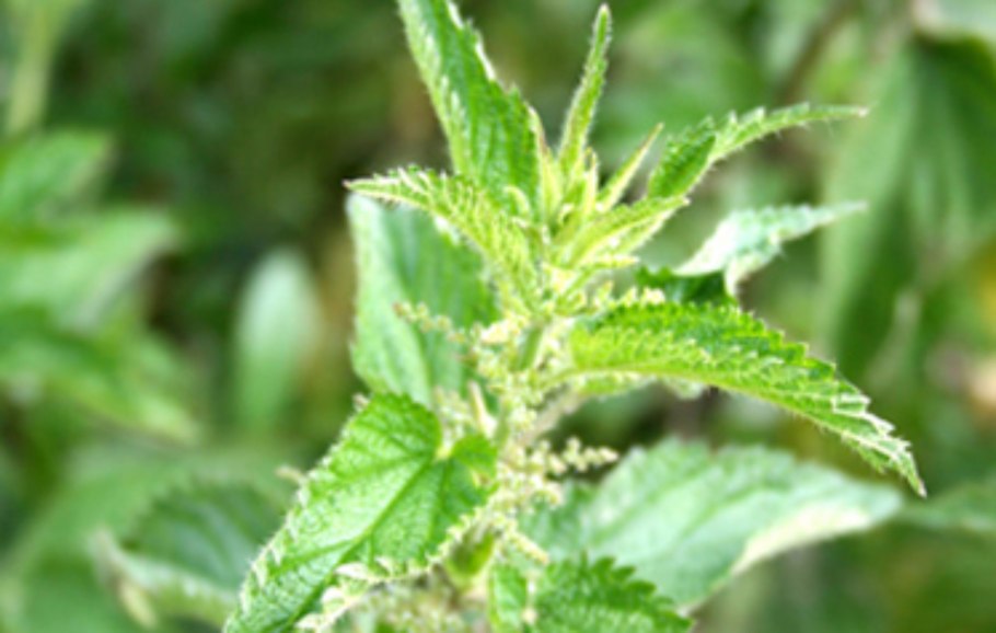 Urtica mollis