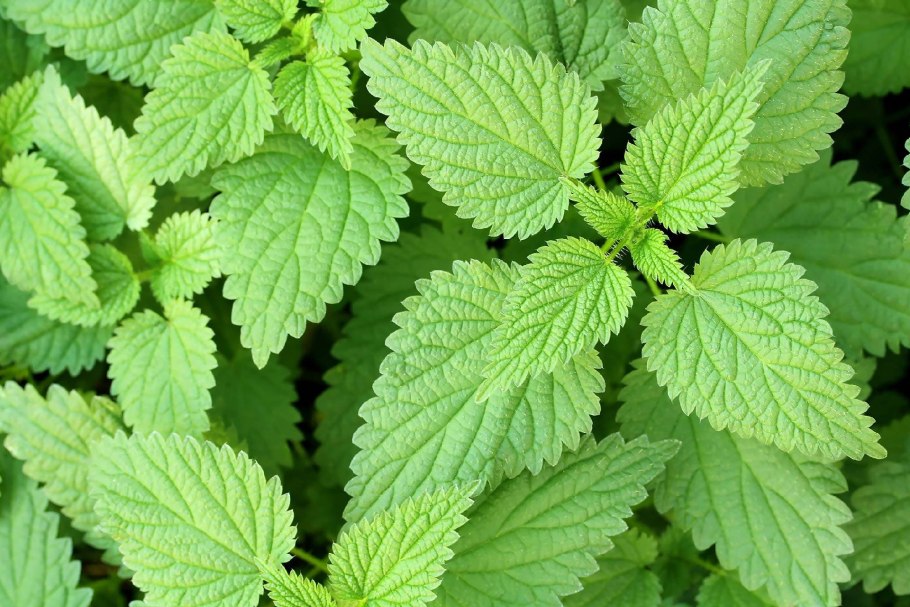 Крапива татарка