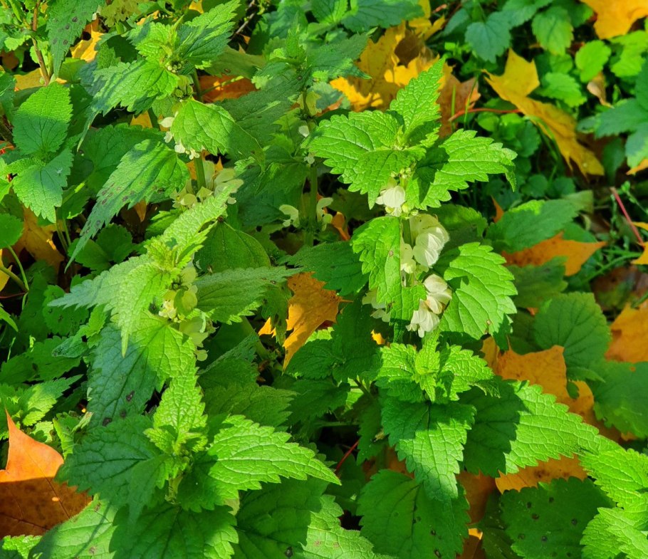 Мировой Чемпионат по поеданию крапивы (World Nettle eating Championship)