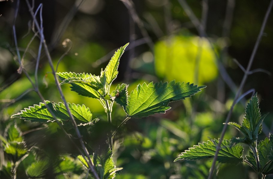 Крапива двудомная женские соцветия
