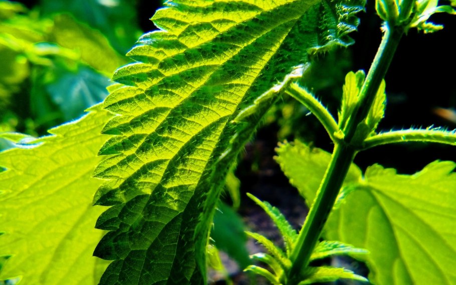 World stinging Nettle eating Championship.