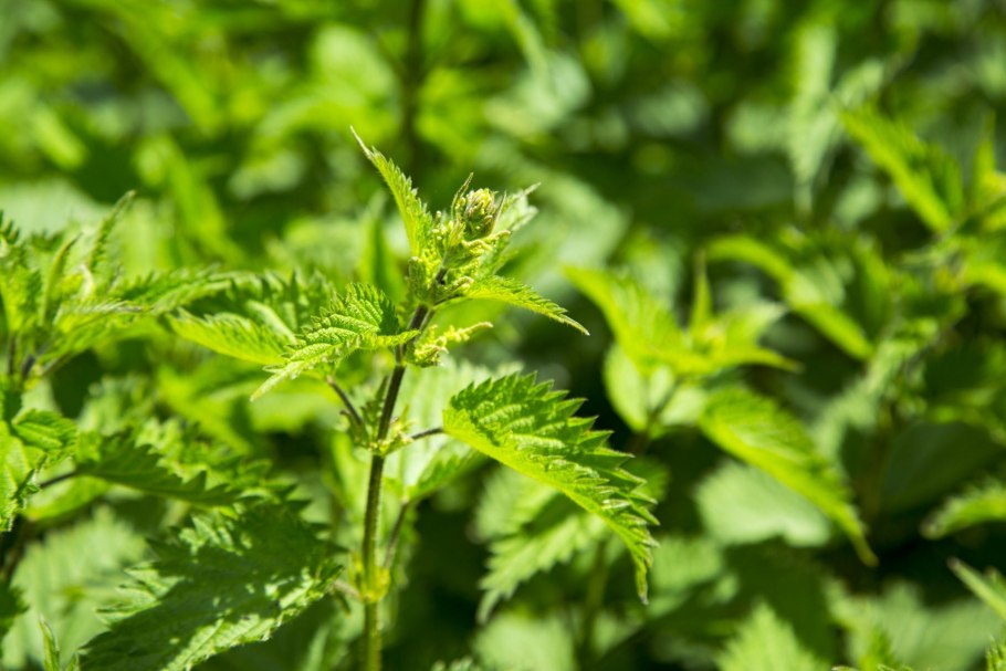 Крапива двудомная Эстетика
