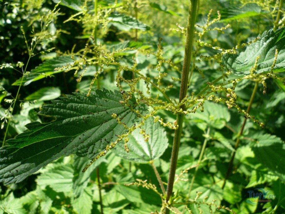 Крапивы двудомной листья препараты