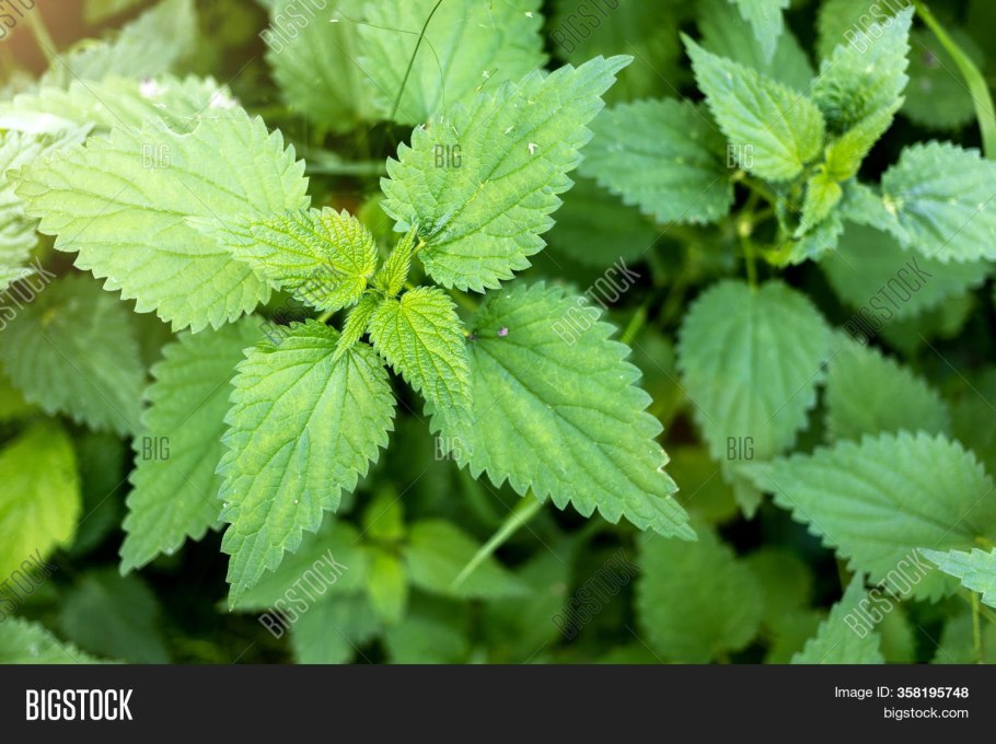 Крапива секрет