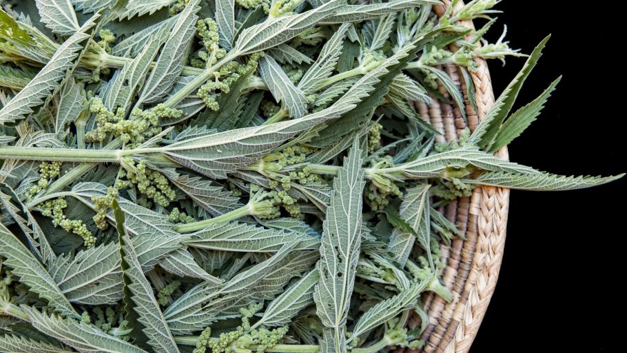 Крапивница от травы фото