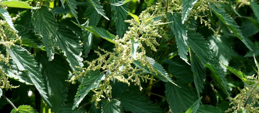 Как цветет крапива