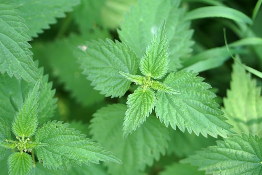 Крапива сорняк зарост