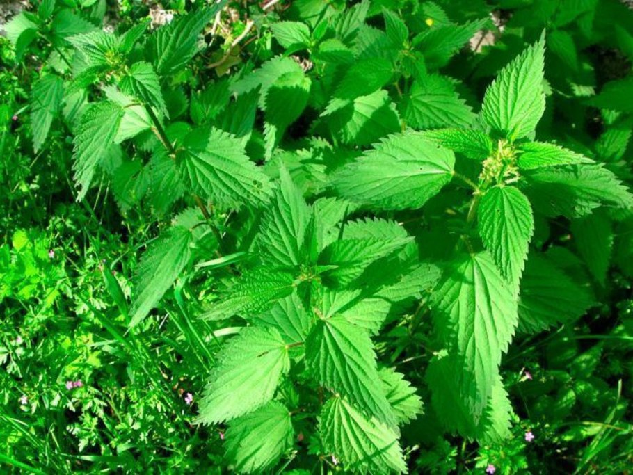 Американская крапива