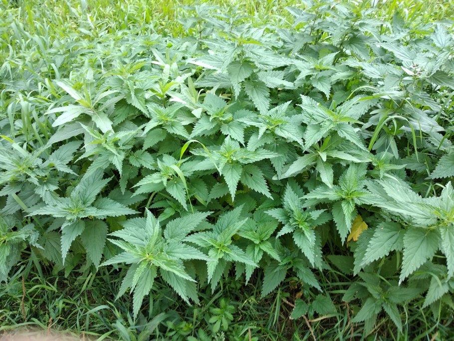 Китайская крапива 4