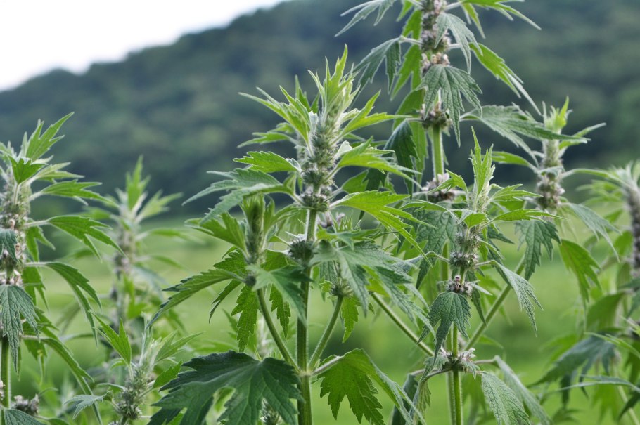 Пучок крапивы в руке фото