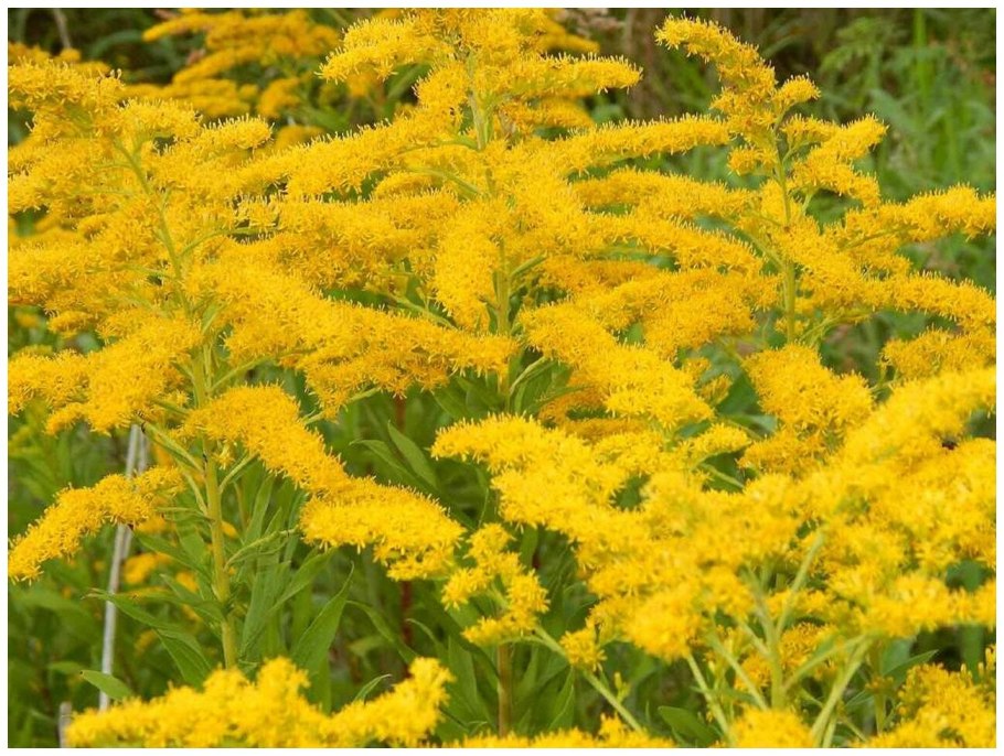 Золотарник канадский (солидаго)