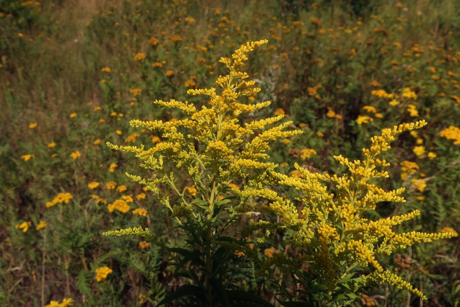 Золотарник (Solidago) Goldkind