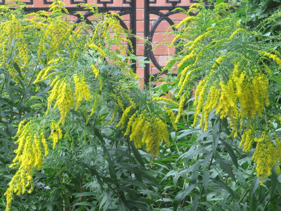 Золотарник Северная Мимоза