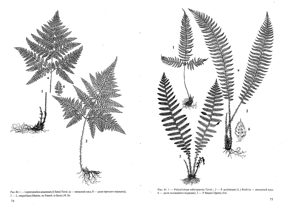 Отделы царства растений 5 класс