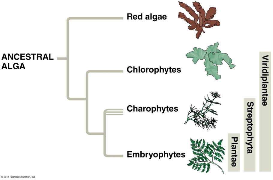 Спорофит папоротника