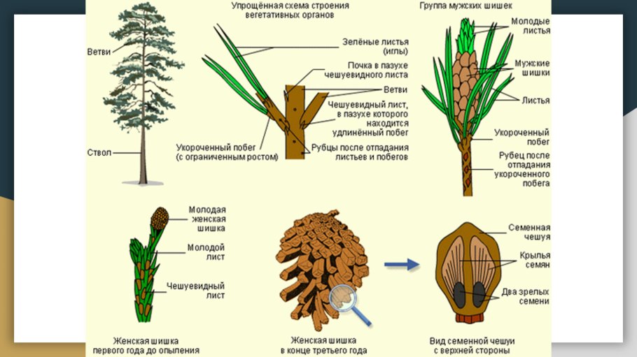 Царство Viridiplantae