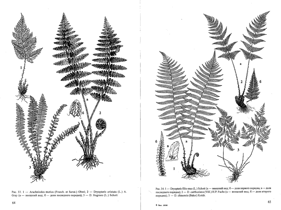 Подпишите названия водорослей из предложенного списка