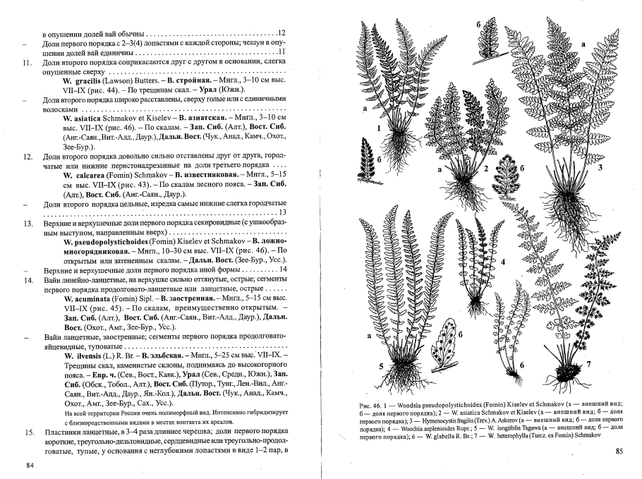 Высшие споровые растения