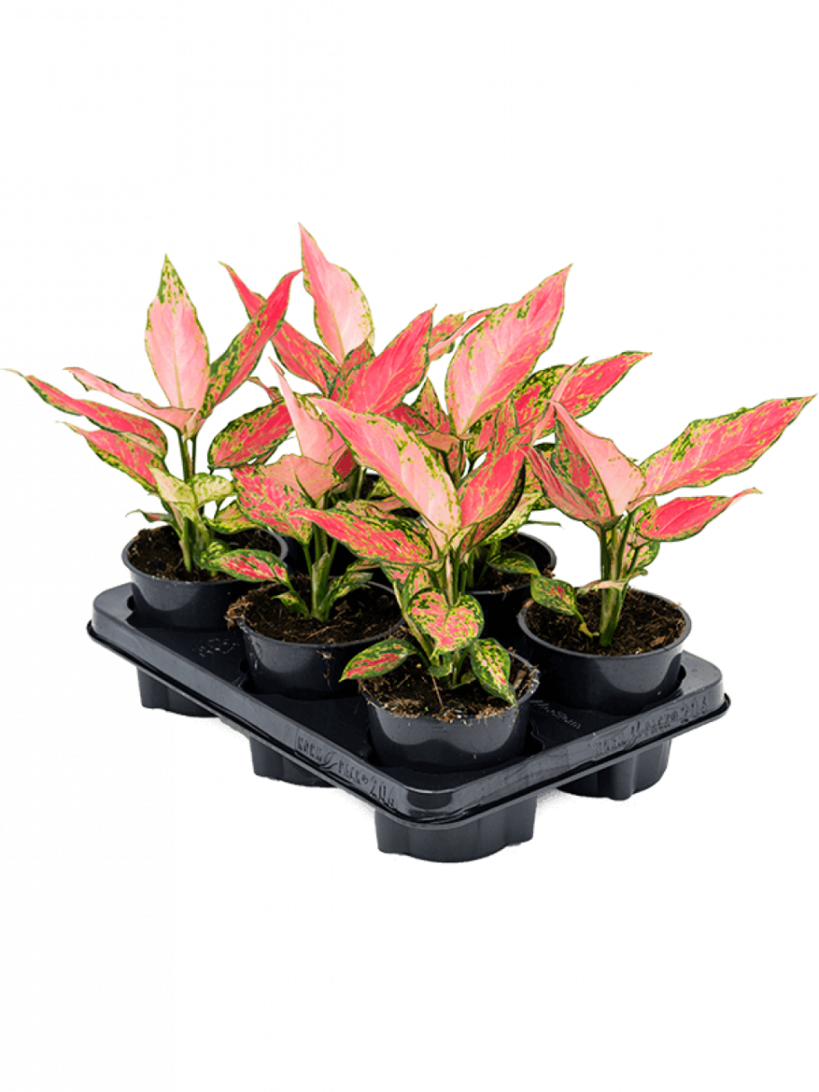 Аглаонема Пинк Валентин