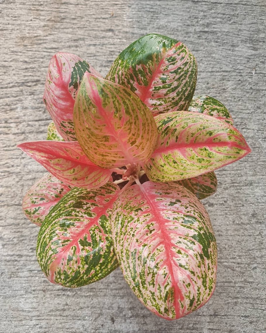 Аглаонема пинкат