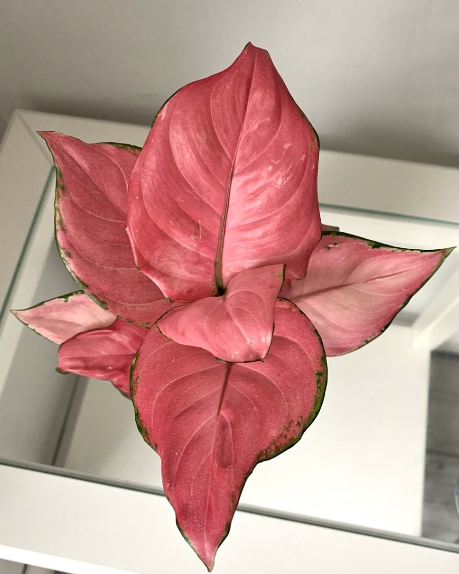 Аглаонема Jungle Рэд