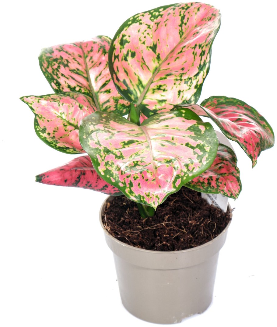 Аглаонема Грин Еллоу