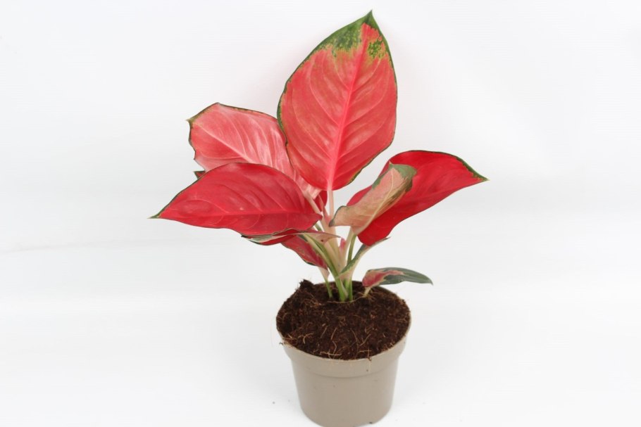 Аглаонема Морозко