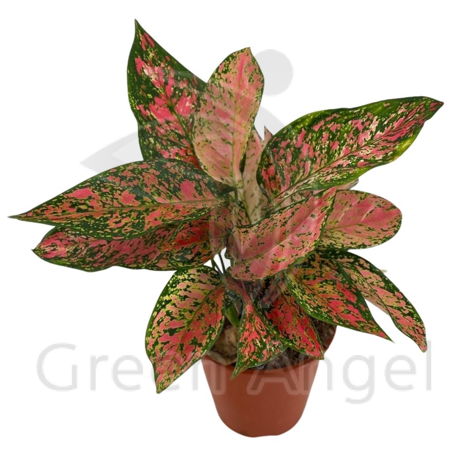 Аглаонема Вишневая