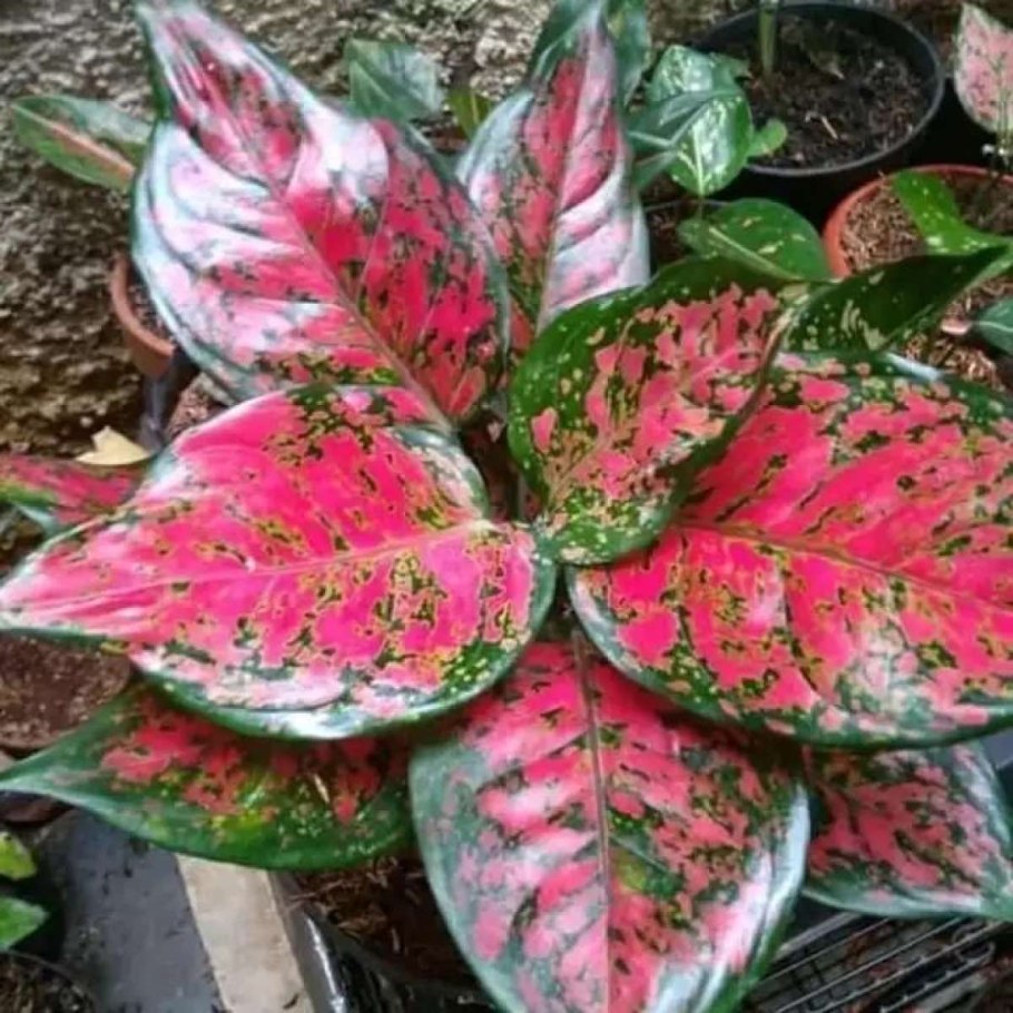 Аглаонема Anyamanee Tricolor