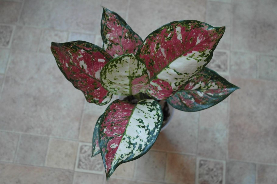 Аглаонема Грин леопард