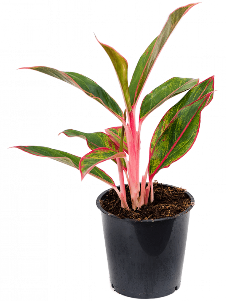 Аглаонема оранж Стар