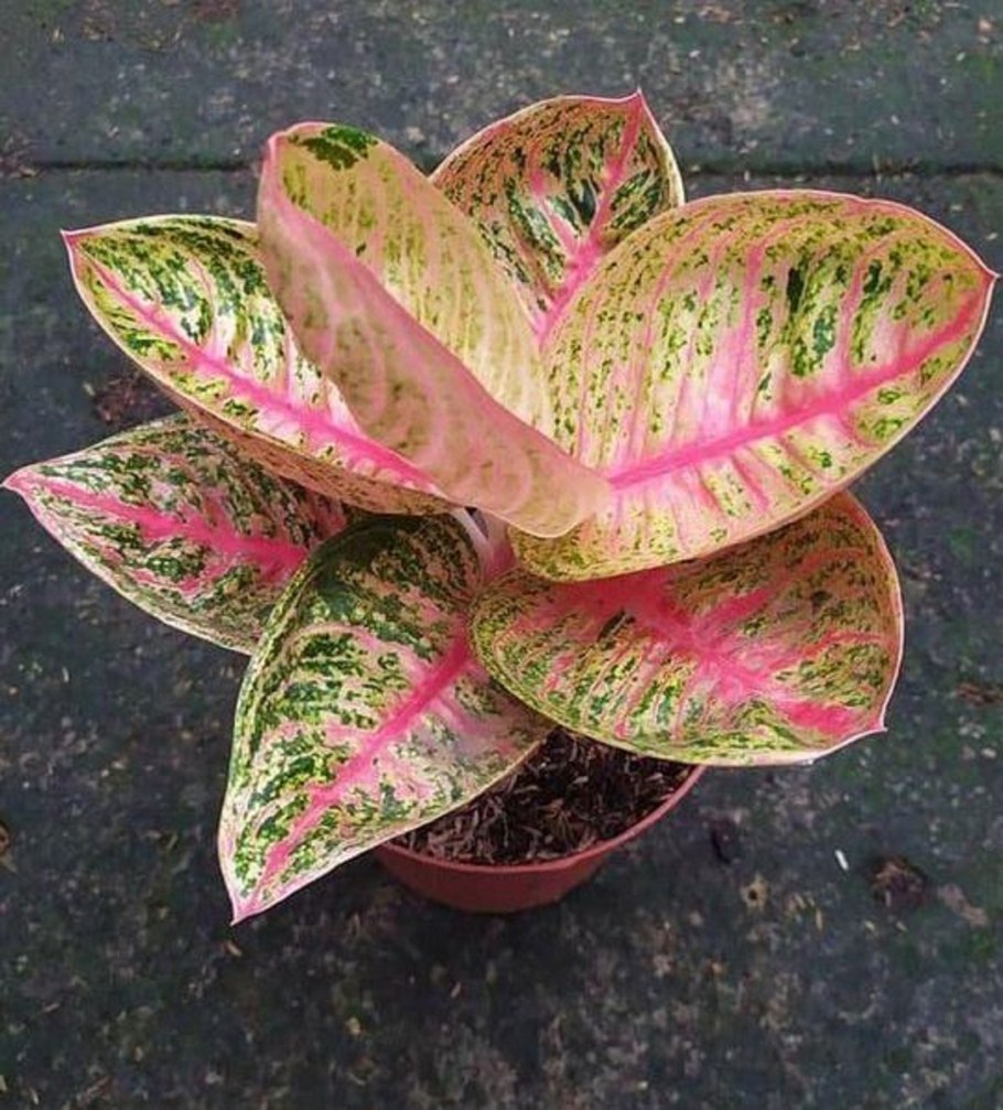 Аглаонема ред оранж