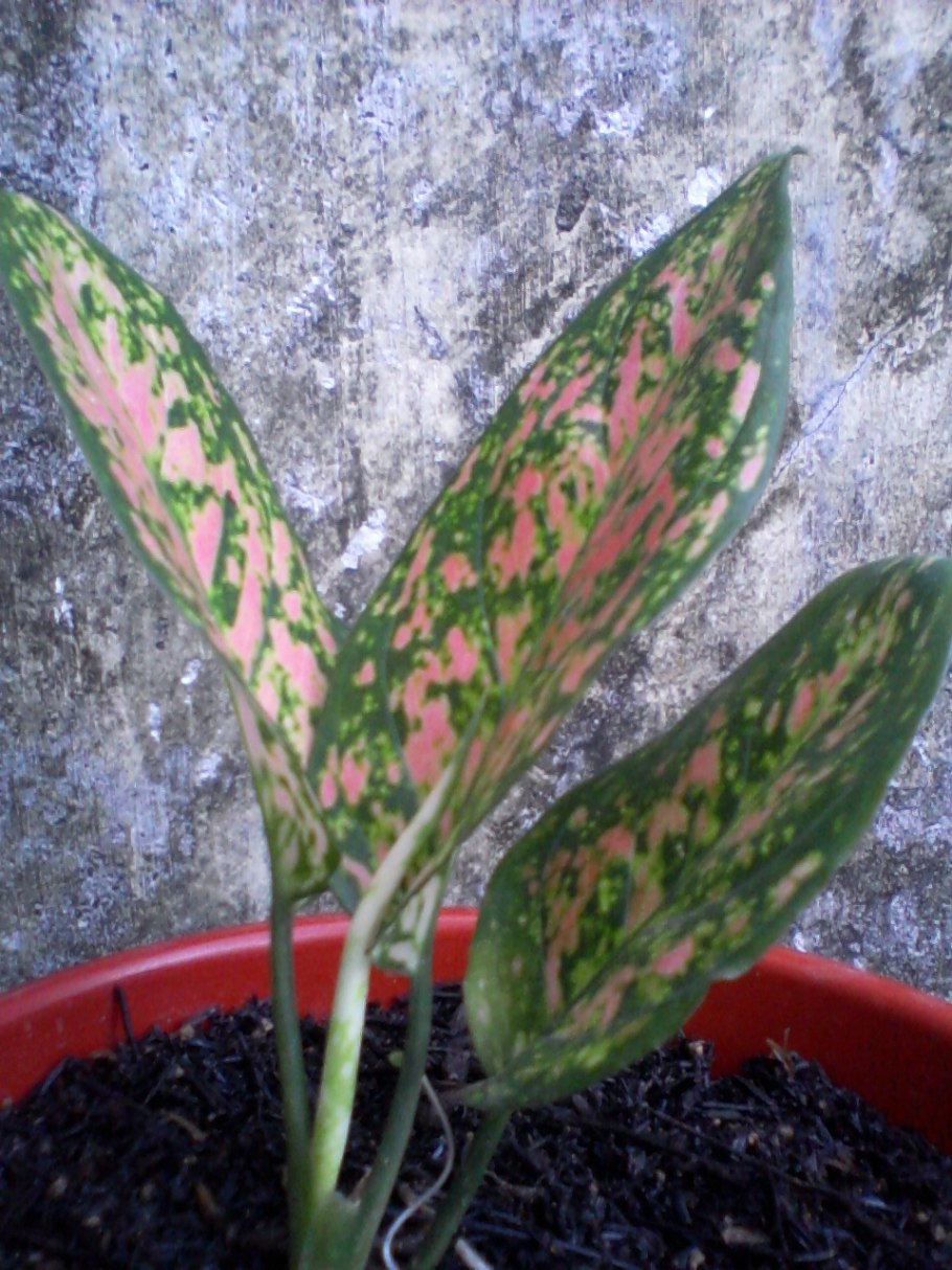 Аглаонема черри Берри