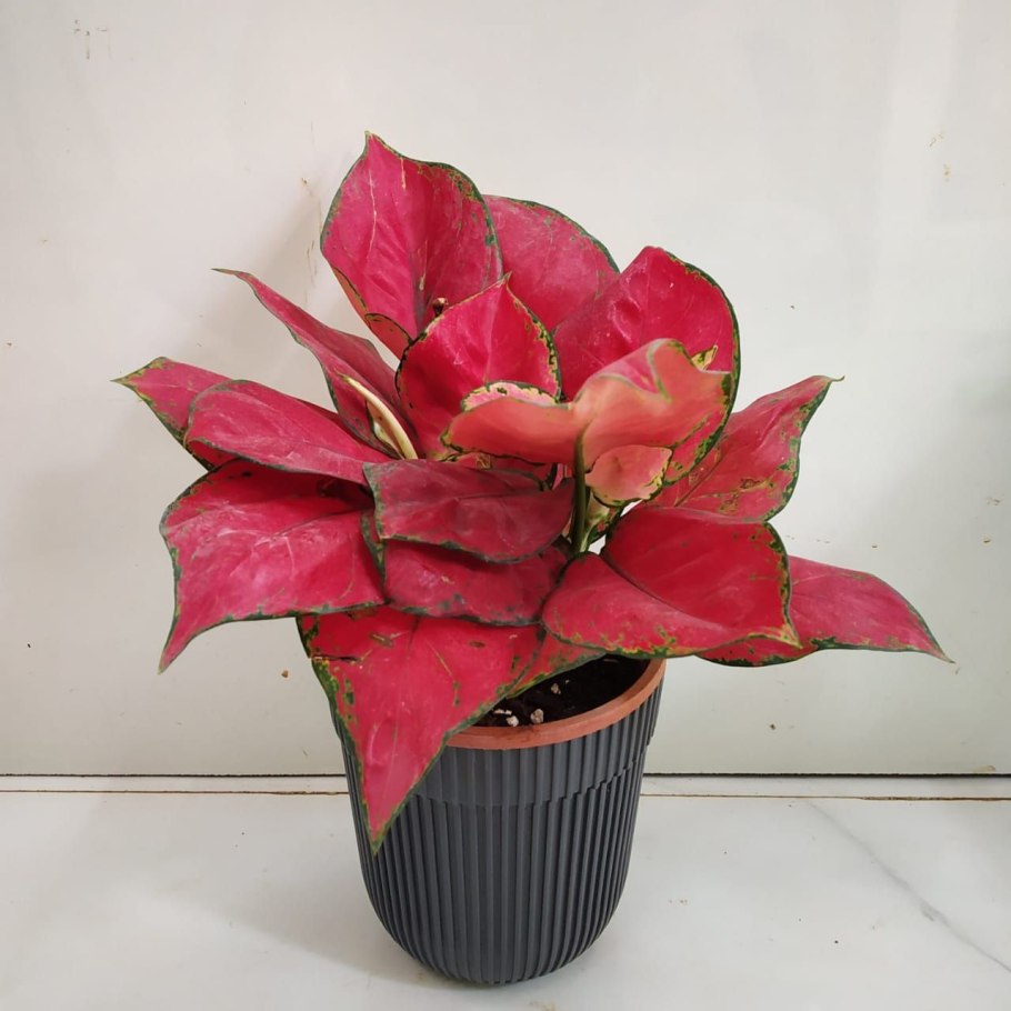 Аглаонема Ruby