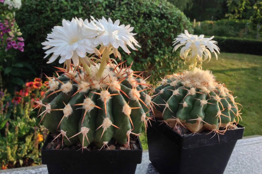 Химерный Кактус