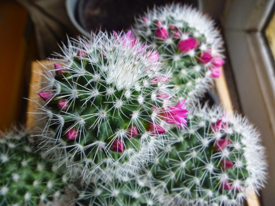 Кактус Ребуция