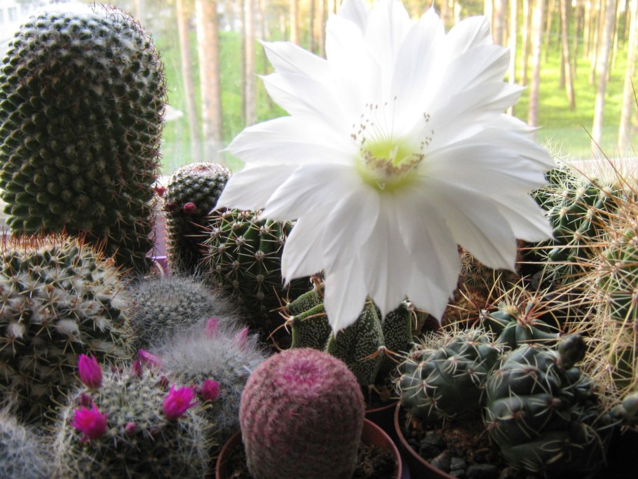 Гимнокалициум балдианум