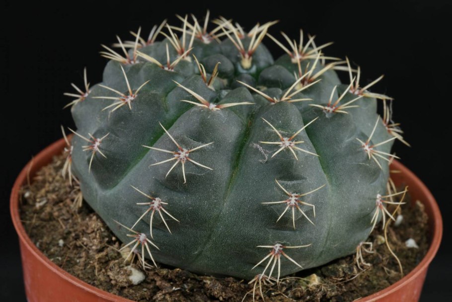 В кактусах есть вода