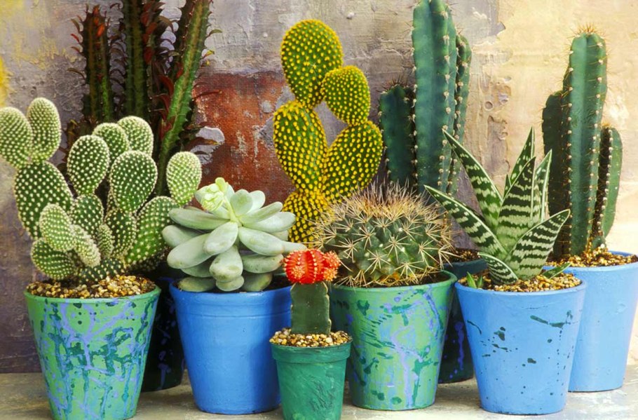 Эхиноцереус Пальмера Echinocereus Palmeri