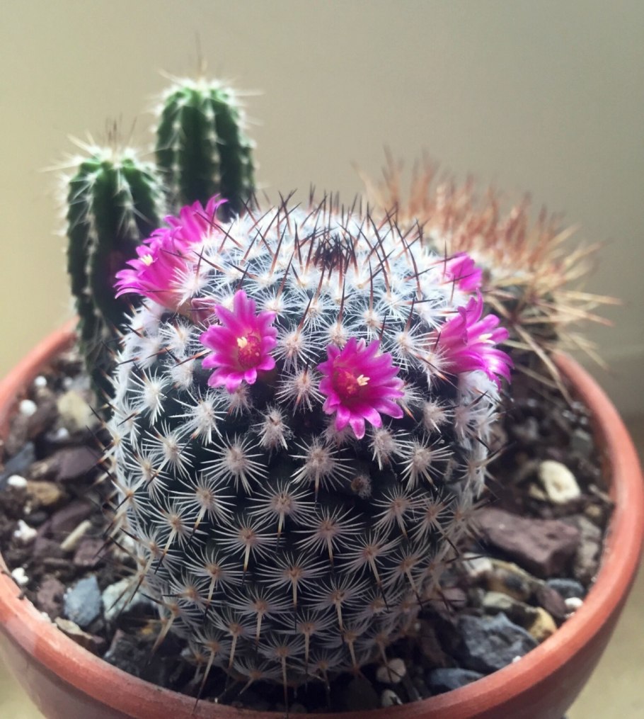 Кактус опунция микс