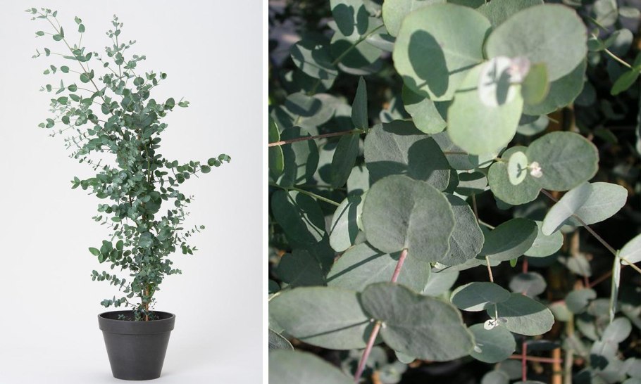 Эвкалипт плетущийся