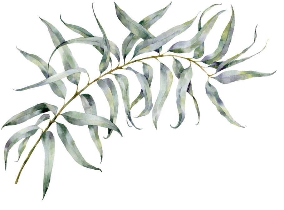 Эвкалипт шариковый