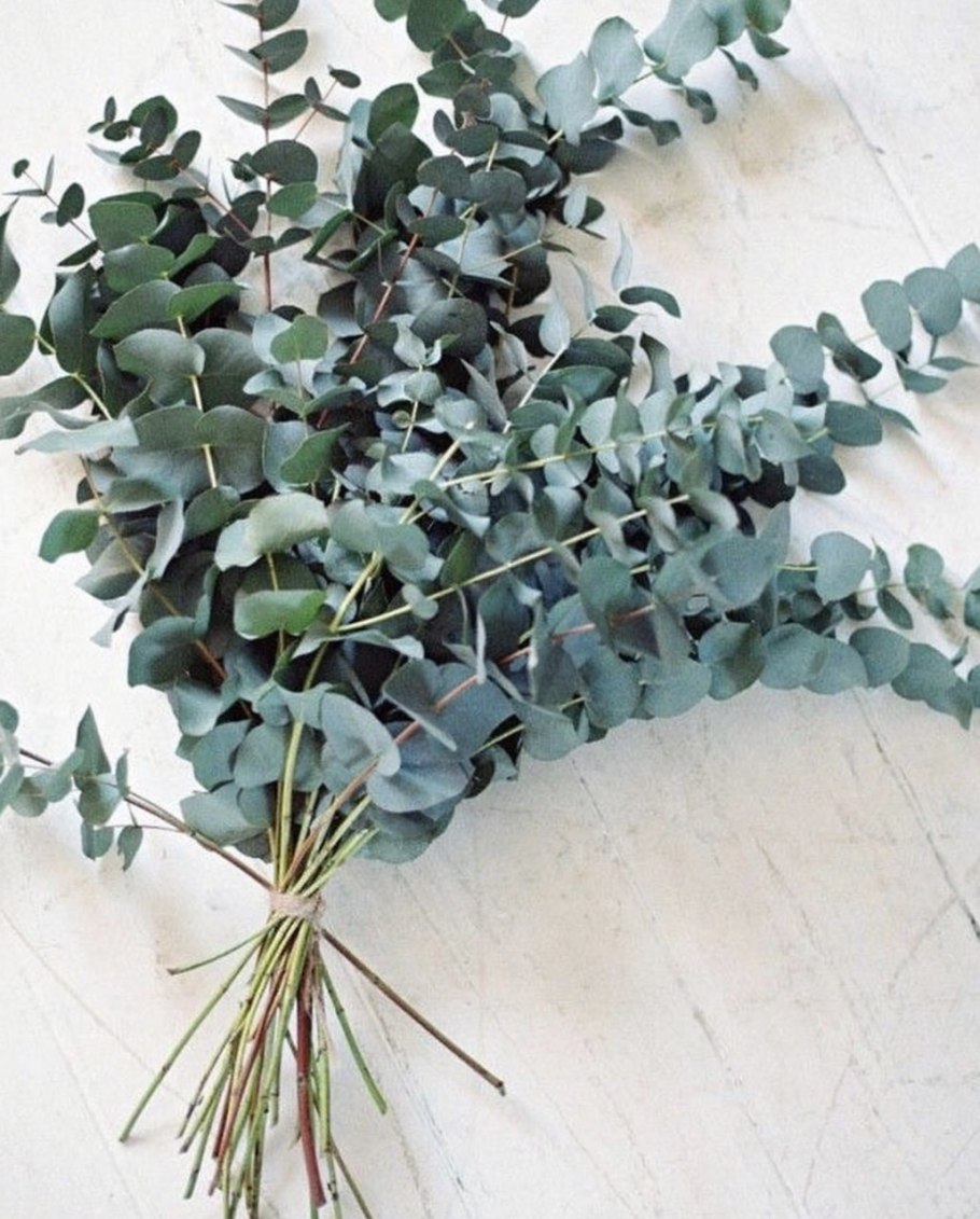 Эвкалипт дерево Абхазия