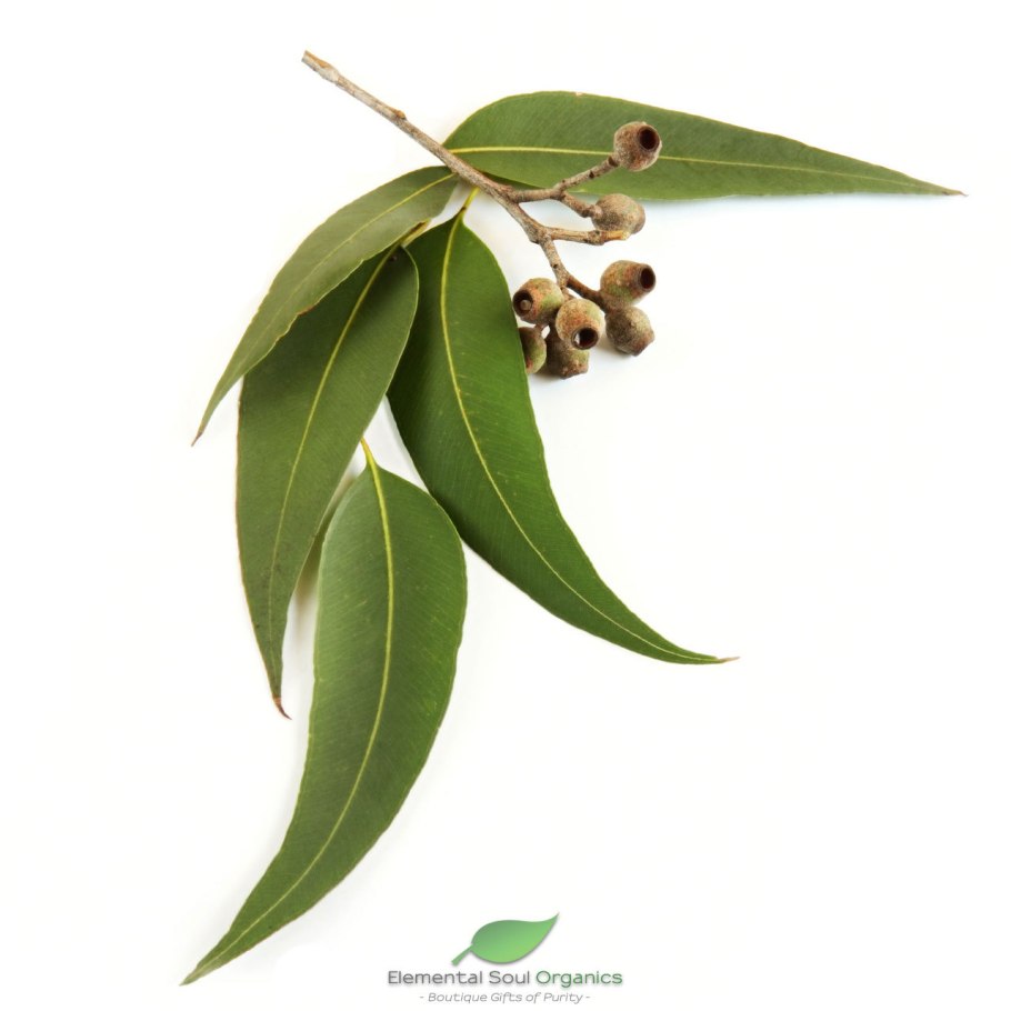 Рускус Италика зелень