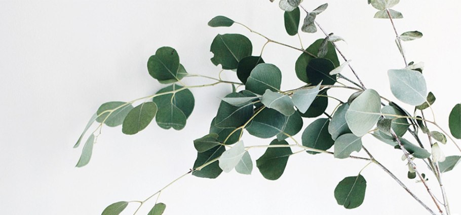 Эвкалипт Краснодарский