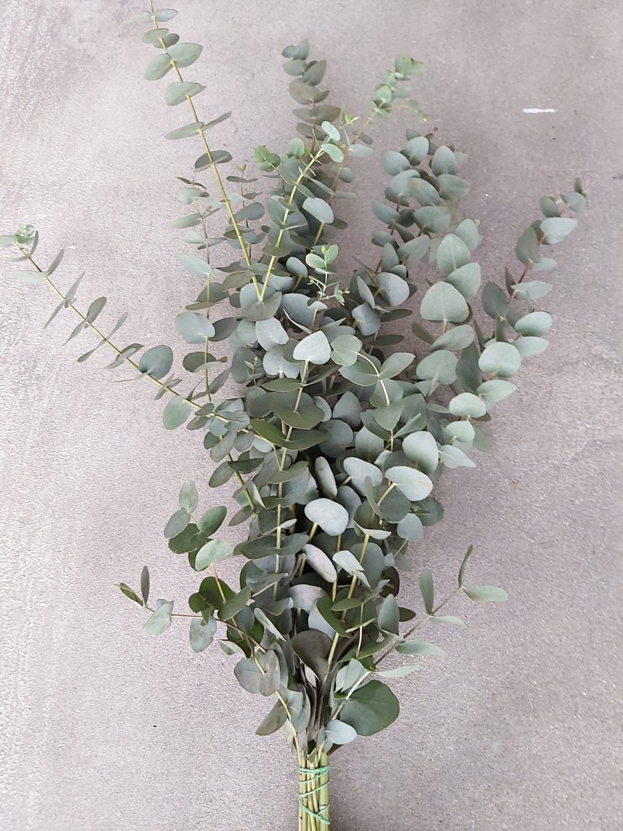 Зеленые листья эвкалипта